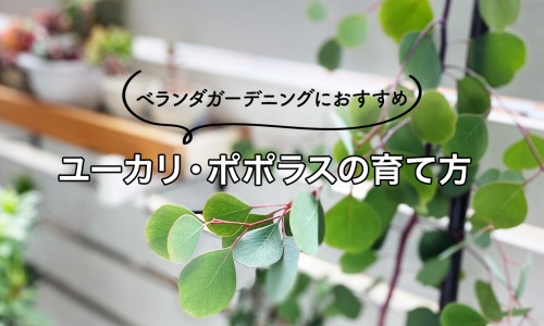 肝硬化病人能吃冬瓜吗好吗-肝硬化病人能吃冬瓜吗网肝硬化病人能吃冬瓜吗知识网站,分享肝硬化病人能吃冬瓜吗大全