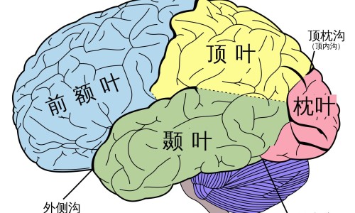 肝硬化病人能吃冬瓜吗网肝硬化病人能吃冬瓜吗知识网站,分享肝硬化病人能吃冬瓜吗大全